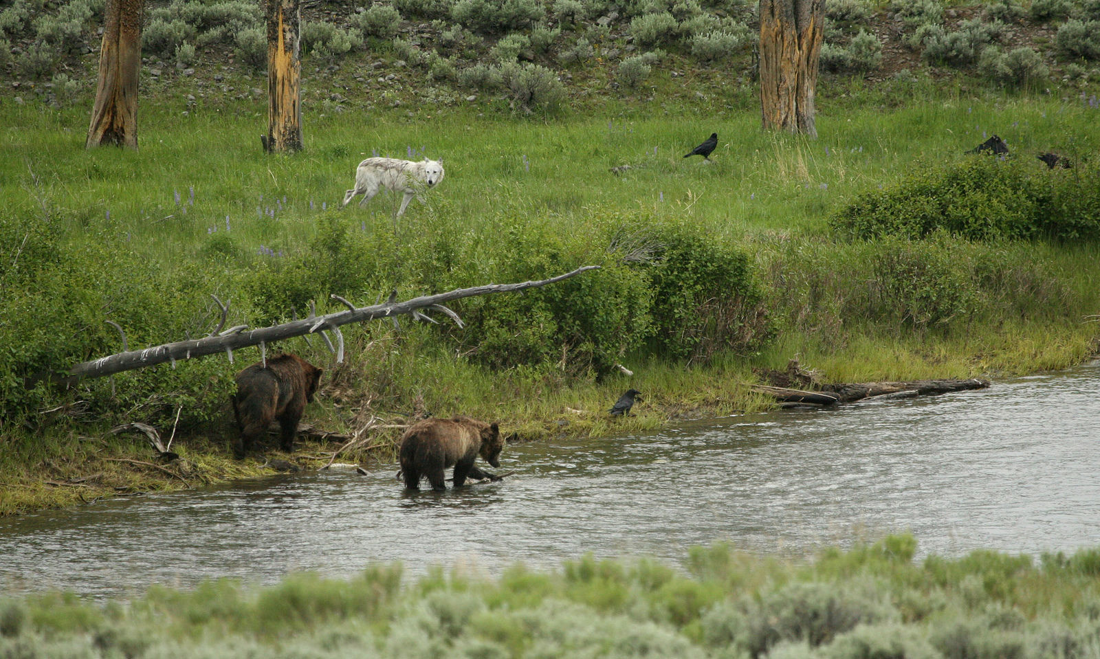 Two grizzly bears and wolf near bison carcass in Lamar River